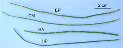 Differences and allometric relationships among assimilative branch traits of four shrubs in Central Asia